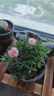 康乃馨鮮花大盆栽帶花苞年宵花客廳擺件花卉室內(nèi)綠植四季開(kāi)花植物 【帶花苞】粉色康乃馨+加侖盆 曬單實(shí)拍圖