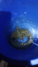 娛野日本進(jìn)口新關(guān)東魚(yú)鉤無(wú)倒刺鯉魚(yú)鉤散裝高碳鋼釣魚(yú)鉤強(qiáng)到爆競(jìng)技混養(yǎng) 50枚新關(guān)東黑(有刺) 7# 曬單實(shí)拍圖