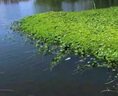 水花生專用爛根劑強(qiáng)力除草一掃光除水花生專用藥除草劑三年不長(zhǎng)草 1瓶【試用裝】水花生專用 曬單實(shí)拍圖