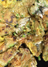 鯨甘郎鮮活生蠔現(xiàn)剝生蠔肉新鮮牡蠣肉蠣蝗去殼純蠔仔肉生鮮海鮮水產(chǎn)盒裝 7盒裝/生蠔肉 每盒約15個 送蒜蓉醬 曬單實(shí)拍圖