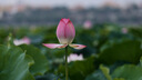 松下（Panasonic） 70-300mm F4.5-5.6全畫幅微單/單電/無(wú)反望遠(yuǎn)長(zhǎng)焦變焦鏡頭 光學(xué)防抖 微距拍攝 戶外遠(yuǎn)景 【L卡口】S-R70300GK 曬單實(shí)拍圖