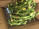 重瓣混色太陽花苗帶根盆栽苗四季開花陽臺大花植物帶花苞室內庭院 混色重瓣帶根：【16顆】可開6-15色+花肥 曬單實拍圖