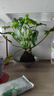 八芽小天使盆栽龍鱗老樁水培綠植北歐風(fēng)蔓綠絨觀葉室內(nèi)桌面植物盆栽 苔蘚球小天使-太空銀斗笠 含托盤 曬單實(shí)拍圖