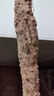 張寶山河南焦作壚土鐵棍山藥凈重5斤 懷山藥特產(chǎn)（長約50cm）源頭直發(fā) 曬單實拍圖