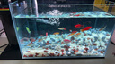 尼奧光 NEO-HELIOS魚缸燈水草燈LED燈S3proRGB植物光譜 13W新款尼奧S3pro+【高亮自然版雙倍亮度】 曬單實拍圖