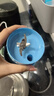 大宇【國家補貼】榨汁杯果蔬杯纖體杯榨汁機迷你果汁杯小型家用便攜無線充電式果汁料理機隨行杯ZB13 便攜式果蔬杯-繽紛橙 曬單實拍圖