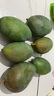 京鮮生 攀枝花凱特芒果 凈重8.5斤 帶箱9斤 單果400g+ 生鮮水果源頭直發(fā) 曬單實拍圖