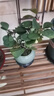 菩提樹盆栽小盼菩提盆景帶果中式禪意桌面擺件室內(nèi)創(chuàng)意好養(yǎng)綠植物 小盼菩提+冰裂墨綠瓷盆+苔蘚+底座 曬單實拍圖