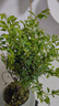 開時果 小葉赤楠盆景擺件 辦公室桌面綠植花卉好養(yǎng)盆栽植物源頭直發(fā)包郵 【熱銷款】哥窯浸墨盆+苔蘚+底座 曬單實拍圖