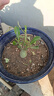 重瓣沙漠玫瑰盆栽花苗老樁植物四季花卉綠室內(nèi)陽臺小盆景好養(yǎng)易活 精品混色4年苗【發(fā)一盆】原盆原土【當(dāng)年開花較少+肥 曬單實拍圖