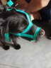 冇寵狗狗嘴套防咬亂叫吃口罩小型犬柯基泰迪柴犬防誤食可調(diào)節(jié)狗套狗罩 綠色【升級防扒款】 M號【建議16-20斤左右】 曬單實拍圖