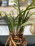 劉閣蘭花蘭花苗建蘭大鳳素濃香室內(nèi)陽臺(tái)花卉盆栽 6苗帶3花劍裸根源頭直發(fā) 曬單實(shí)拍圖