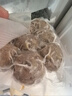 潮興記 汕頭牛肉丸量販裝150g*6包共900g牛肉含量≥95%不含豬肉火鍋食材 曬單實(shí)拍圖
