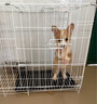 純種柯基幼犬活體寵物狗寵物狗狗活體犬威爾士柯基犬短腿狗 寵物級 公 曬單實(shí)拍圖