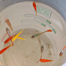 小型觀賞魚孔雀魚米奇魚斑馬魚白云金絲金苔鼠魚小型熱帶魚活體魚 孔雀斑馬米奇各4條+金苔鼠2條新 曬單實拍圖