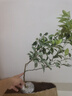 杯苗當(dāng)年結(jié)果無籽砂糖橘樹苗橘子苗沙糖桔樹苗果樹苗露天陽臺(tái)種植 杯苗高50-70cm【砂糖橘苗1顆】 曬單實(shí)拍圖