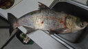 狼王樂釣魚竿短節(jié)超硬海竿拋竿海釣遠投竿海桿套裝碳素甩桿鰱鳙釣組 遠投3.9米+12軸5000金屬輪+禮品 曬單實拍圖