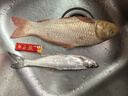川澤大物線(xiàn)組雙金剛結主線(xiàn)組成品綁好拉力強勁魚(yú)線(xiàn)線(xiàn)組鰱鳙青草魚(yú)線(xiàn)組 【6.3米】3卷裝 3號 曬單實(shí)拍圖