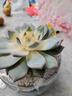 兩腿跑粉色藍鳥(niǎo)大顆多肉植物盆栽辦公室內趣味美觀(guān)肉肉綠植花卉新手套餐 大號粉心藍鳥(niǎo)約13厘米+nice瓷盆 曬單實(shí)拍圖