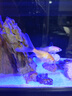 森森（SUNSUN）魚缸HEJ原廠標(biāo)配水泵led燈金麟魚缸LE水泵LED燈配件 LE-480B標(biāo)配的水泵機身一個 曬單實拍圖