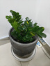 【金錢樹】盆栽客廳室內(nèi)植物錢串子大型發(fā)財(cái)綠植喬遷開業(yè)送盆花卉 6-9株 50-60cm（原土盆） 送肥料 曬單實(shí)拍圖