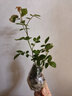 行湘爬藤月季花卉綠植盆栽陽臺花園地栽 夏洛特20cm左右2棵 源頭直發(fā) 曬單實(shí)拍圖