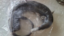 寧波舟山特產(chǎn)整條微咸風(fēng)鰻筒鰻魚(yú)干咸魚(yú)當(dāng)季漁民新曬魚(yú)鲞海鮮干貨 本地風(fēng)鰻（整條4斤上）1條 曬單實(shí)拍圖