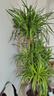 花財(cái)主大型盆栽綠植 檸檬樹鴨腳木發(fā)財(cái)樹天堂鳥綠植室內(nèi)客廳大盆栽 多頭龍血樹1.5-1.7米【梯形盆】 含盆 曬單實(shí)拍圖