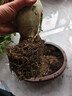 十色沙漠玫瑰十年以上特大老樁四季開花多肉植物室內(nèi)陽臺喜陽綠植 六色開六種顏色十年苗根粗8-10CM 帶盆栽好 曬單實(shí)拍圖