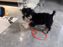 ycqpetP繩狗繩p鏈狗狗牽引繩小型犬防爆沖遛狗繩中型犬大型狗鏈 橘色Y07 曬單實(shí)拍圖