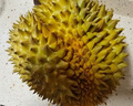 果躍霖金枕榴蓮泰國(guó)進(jìn)口新鮮果帶殼巴掌金枕頭應(yīng)季水果批發(fā)整箱 凈重3-4斤|包3-5房【店長(zhǎng)推薦】 曬單實(shí)拍圖