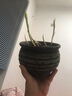 鈴蘭花盆栽花卉植物室內(nèi)四季種球植物帶芽濃香耐寒花苗種花好養(yǎng)活 紫色鈴蘭四季開花 1顆帶芽根 曬單實(shí)拍圖