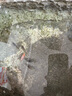 蘭壽金魚(yú)冷水觀賞魚(yú)苗活體波妞金魚(yú)奶牛藍(lán)瘦泰獅好養(yǎng)耐活招財(cái)魚(yú)苗 3-5cm隨機(jī)蘭壽5條送1條備損共6條 曬單實(shí)拍圖