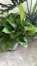 雙盟綠蘿盆栽除甲醛花卉綠植辦公室新房?jī)艋諝?80加侖4盆裝源頭直發(fā) 曬單實(shí)拍圖