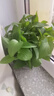 雙盟綠蘿盆栽除甲醛花卉綠植辦公室新房?jī)艋諝?80加侖2盆裝源頭直發(fā) 曬單實(shí)拍圖