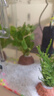 瘋狂水草免種植魚缸水草植物直接入缸小九冠水草鹿角茸水羅蘭源頭直發(fā)包郵 曬單實(shí)拍圖