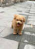 伊寵泰迪幼犬純種活體寵物狗狗活物幼崽貴賓犬小型犬 寵物級 公 曬單實拍圖