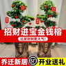 嘆為觀止大型盆栽金錢榕百合竹金錢樹發(fā)財(cái)樹清香木辦公室內(nèi)落地款中型植物 金錢兜1.2-1.4m【幾何盆】 含盆 曬單實(shí)拍圖