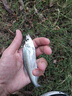 森森 小鯉魚缸過濾器凈水循環(huán)三合一內(nèi)置水族箱過濾系統(tǒng)XQP-500F 6W 曬單實拍圖