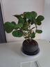 中夢(mèng)  小盼菩提樹盆栽帶果植物禪意擺件室內(nèi)花辦公室綠植盆景客廳好養(yǎng) 小盼菩提+舍得陶瓷盆+復(fù)古托盤 曬單實(shí)拍圖
