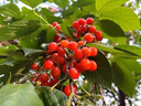 博傾城四川小櫻桃果樹苗瑪瑙紅鷹嘴櫻桃樹苖地栽中國紅櫻桃早熟南方種植 6年苗結(jié)果多多 不含盆 曬單實拍圖
