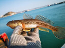 川品社海釣線組魚鉤串鉤三鉤天平釣組海桿子線組鋼絲遠(yuǎn)投防纏繞分鉤器 【802】2天平2鉤位 曬單實(shí)拍圖