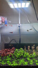 尼特利水族時光mini水草燈led全光譜魚缸燈植物補光燈小型草缸支架夾燈 mini 水草燈（普通版） 曬單實拍圖