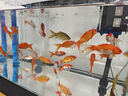 坤寧王 亞甲基藍魚藥魚缸殺菌消毒溶液養(yǎng)魚用爛身爛尾白點凈水霉病克星 曬單實拍圖