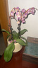 【蝴蝶蘭盆栽帶盆】帶花帶花苞室內(nèi)花卉高端綠植年貨喜慶植物花卉 粉色系3劍蝴蝶蘭【品種隨機】北歐盆 曬單實拍圖