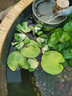 瘋狂水草水芙蓉水養(yǎng)植物水草植物凈化水質(zhì)直接入缸魚缸裝飾 源頭直發(fā)包郵 曬單實(shí)拍圖