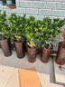 多肉組合盆栽陽(yáng)臺(tái)盆栽喜陽(yáng)植物新手福利按圖發(fā)貨品種花卉好養(yǎng) 3年老樁紅稚蓮7-10頭塑料盆栽好 曬單實(shí)拍圖