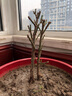 夜來(lái)香盆栽綠植濃香型千里香驅(qū)蚊植物室內(nèi)庭院陽(yáng)臺(tái)四季花卉好養(yǎng)活 精選8年苗【原盆土發(fā)貨】開(kāi)爆滿+肥 曬單實(shí)拍圖