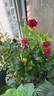 景郁春 JIRYUCUR玫瑰花苗特大花月季花苗綠植陽(yáng)臺(tái)盆栽薔薇花苗卡羅拉源頭直發(fā) 曬單實(shí)拍圖