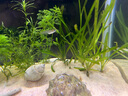 沃韋朗（VOONLINE）魚缸底砂 化妝沙沙子雨林南美細(xì)天然裝飾石水草造景 拉普拉砂1kg 曬單實(shí)拍圖
